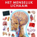 Het menselijk lichaam