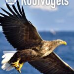 Roofvogels